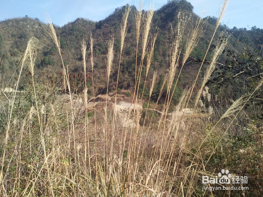 扶贫实现鸣凤人乡村旅游梦想记实