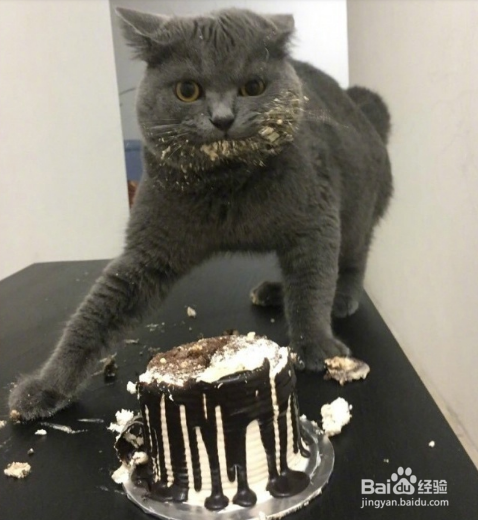 年轻人不要轻易吸猫喔，一日吸猫，终生被奴役！