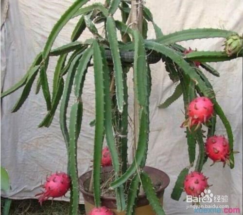 阳台适合种植的水果