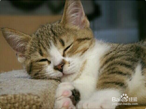 如何照顾你的宠物