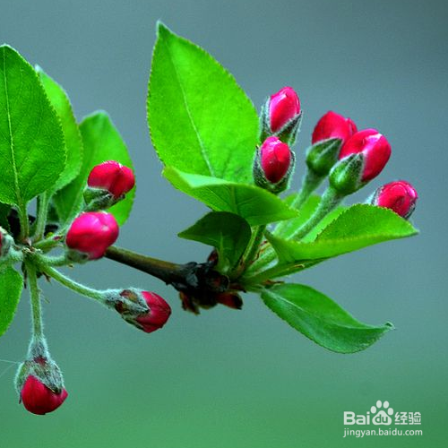 海棠花的养殖方法