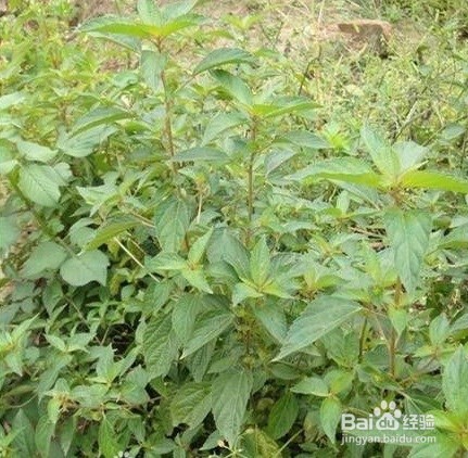 路边常见的野生植物