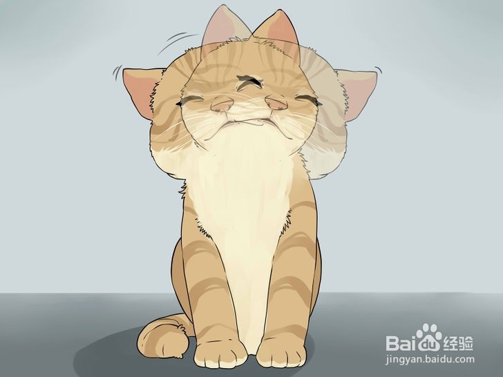 如何清洁猫咪的耳朵?