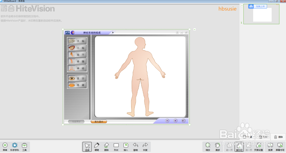 怎样在白板中进行神经系统的组成教学