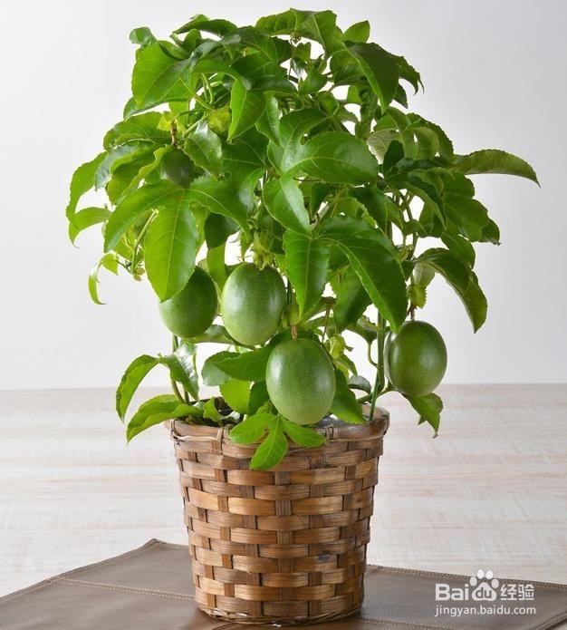 这些都是好养易活的水果盆栽