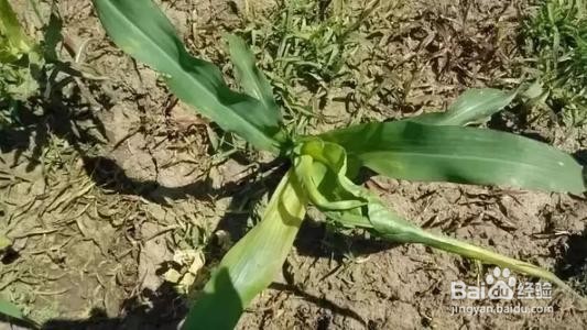 玉米蓟马的防治方法