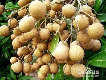 六月适合吃什么水果