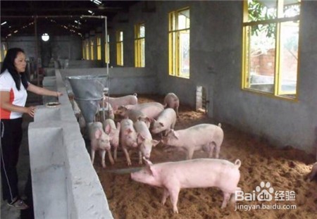 在夏天如何保持猪圈的温度