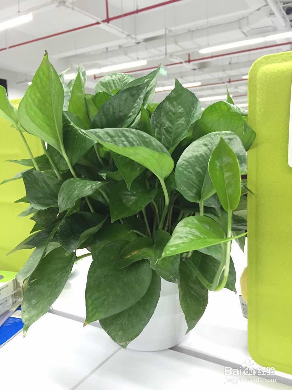 如何在新办公室里测甲醛是否超标？