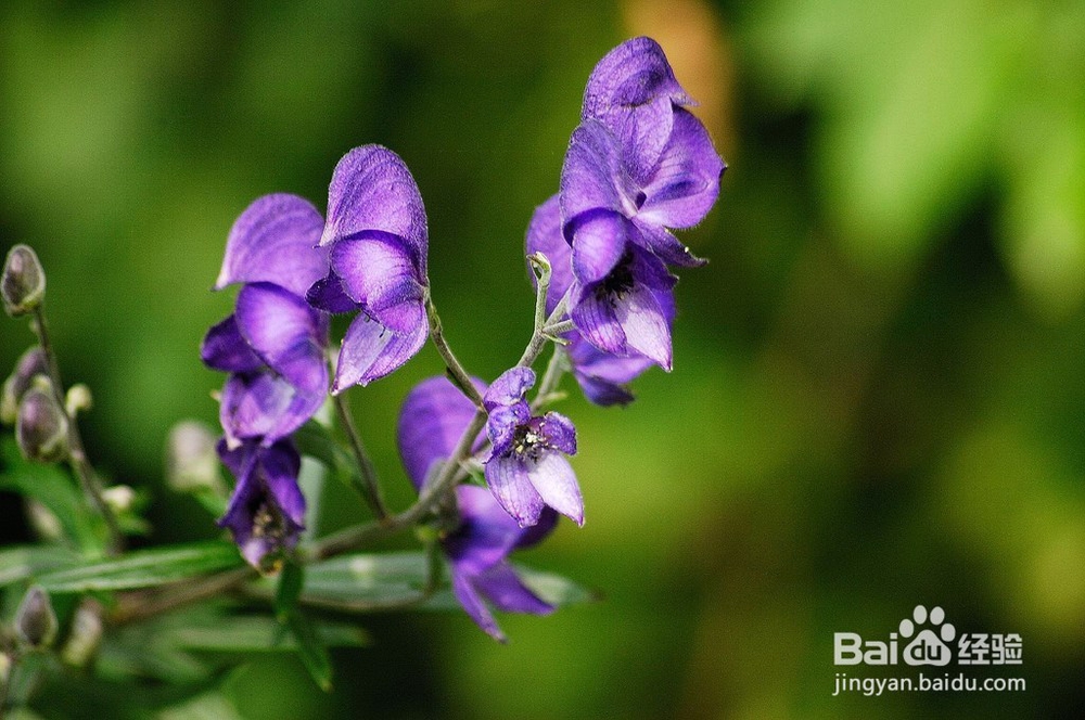 哪些花卉有毒，养植需要谨慎