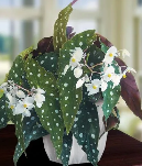 鳟鱼秋海棠的养殖方法和注意事项