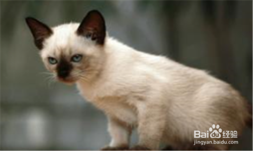 猫疥螨病如何快速治疗