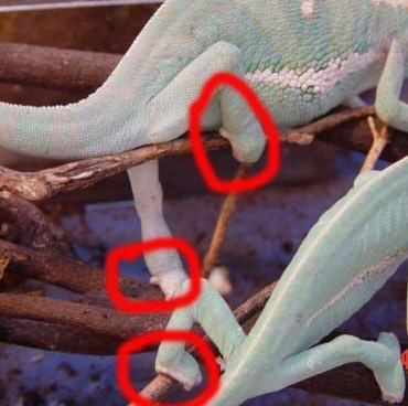 怎么区分高冠变色龙幼体的公母啊