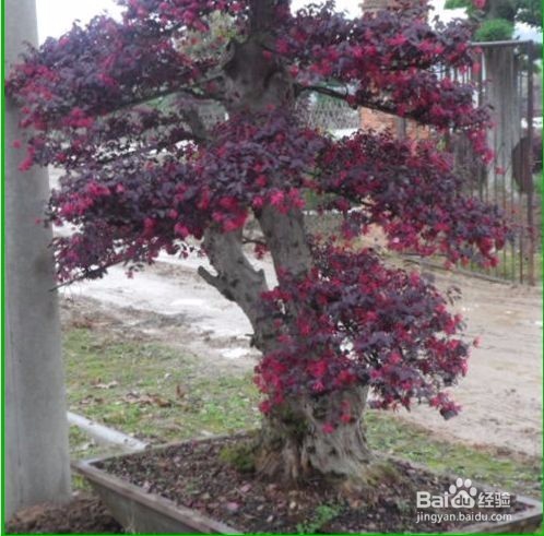 红花继木盆景怎么养
