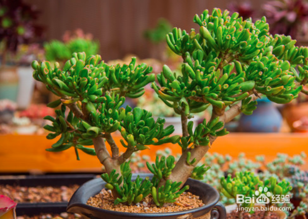 吸财树怎么长得快