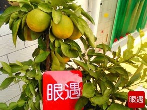 橘子皮有哪些好处