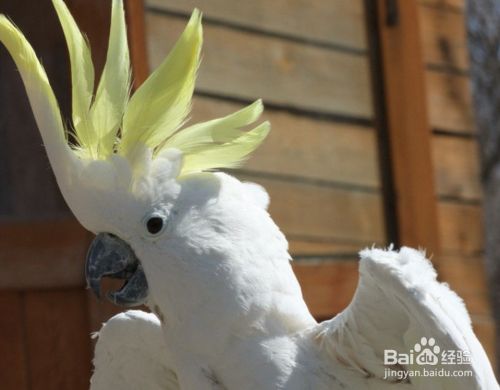 大葵花凤头鹦鹉怎么训练 百度经验
