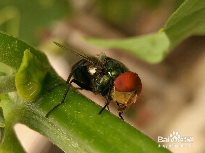 努比亚的手动对焦