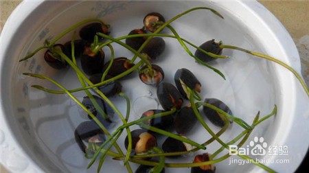 自制碗莲营养液配方