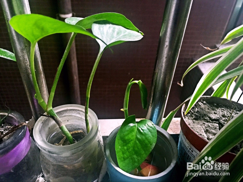 废物利用之用不要的保温瓶盖做绿萝小花盆