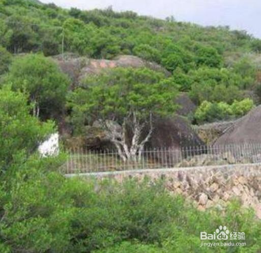 承宋单丛名贵古茶树如何人工护理