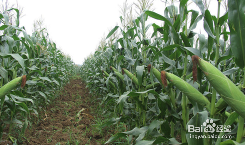 种玉米时间及方法