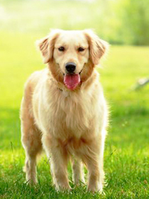 给狗狗点眼药水的小技巧