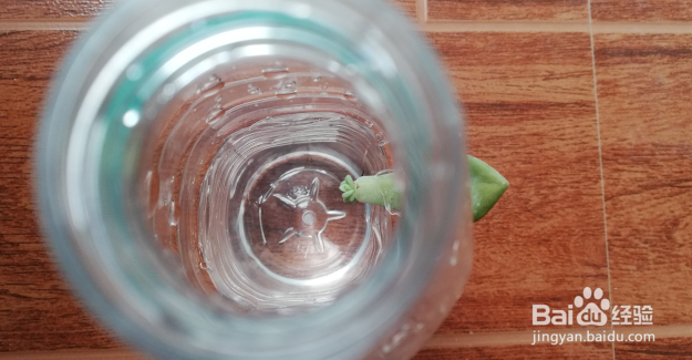 矿泉水瓶多肉叶插方法