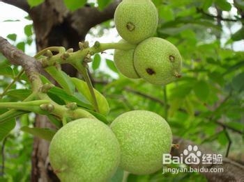 秘验单方治疗糖尿病