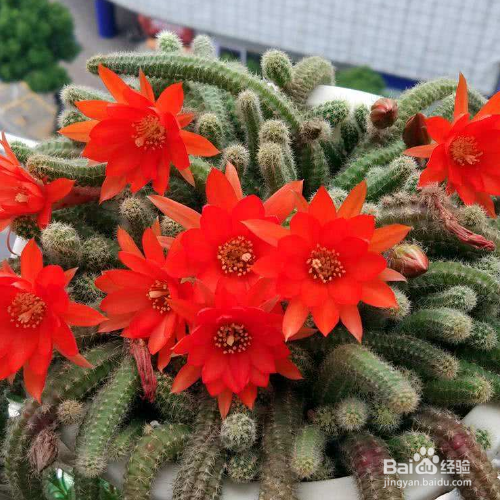 怎么把白檀仙人掌养好？