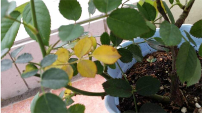 月季花叶子发黄枯萎怎么办