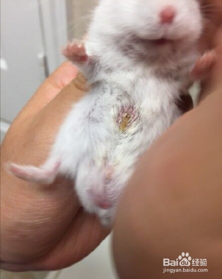 如何判断仓鼠香腺需要清理