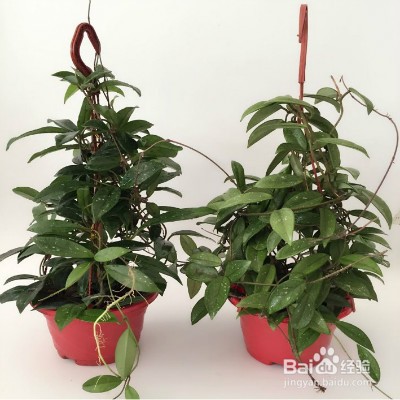 教你养绿叶球兰