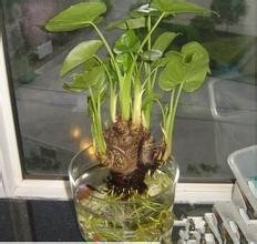 滴水观音 水培方法