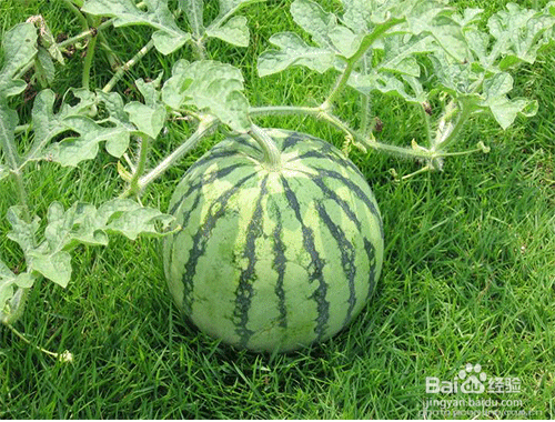 哪些水果能美白