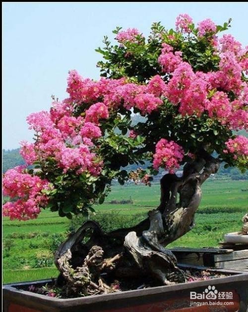 赠送鲜花小技巧