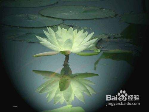 香水莲的种植方法 百度经验