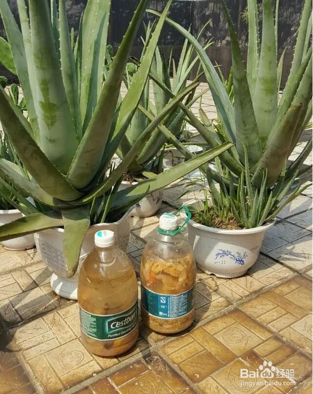 芦荟怎么养才能又大又肥