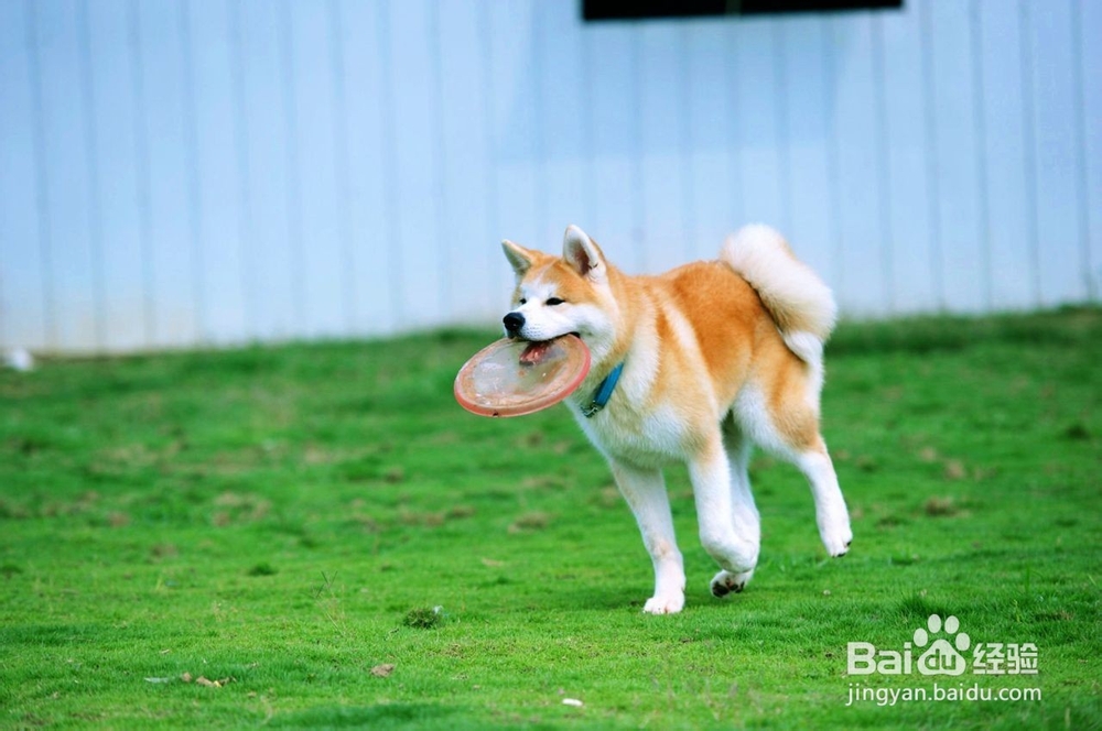 秋季饲养秋田犬的技巧