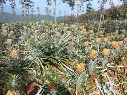 怎样的菠萝好吃