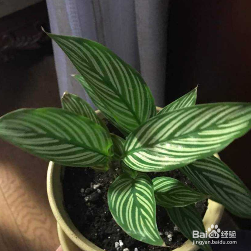 小仙女竹芋的养殖方法和注意事项