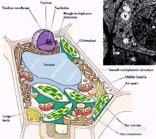 小液流法进行植物组织水势的测定方法