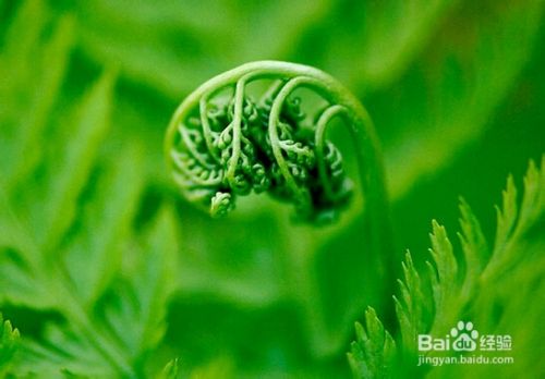 采野生蕨菜的注意事项 百度经验