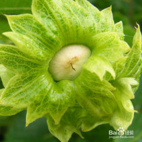 新鲜榛子怎么处理