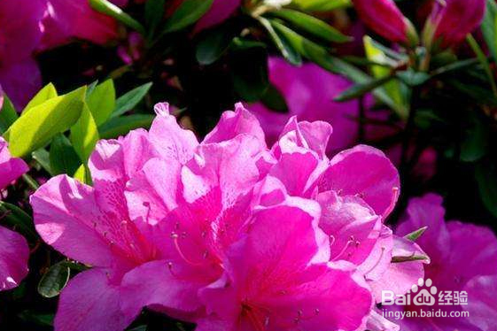杜鹃花的养殖方法