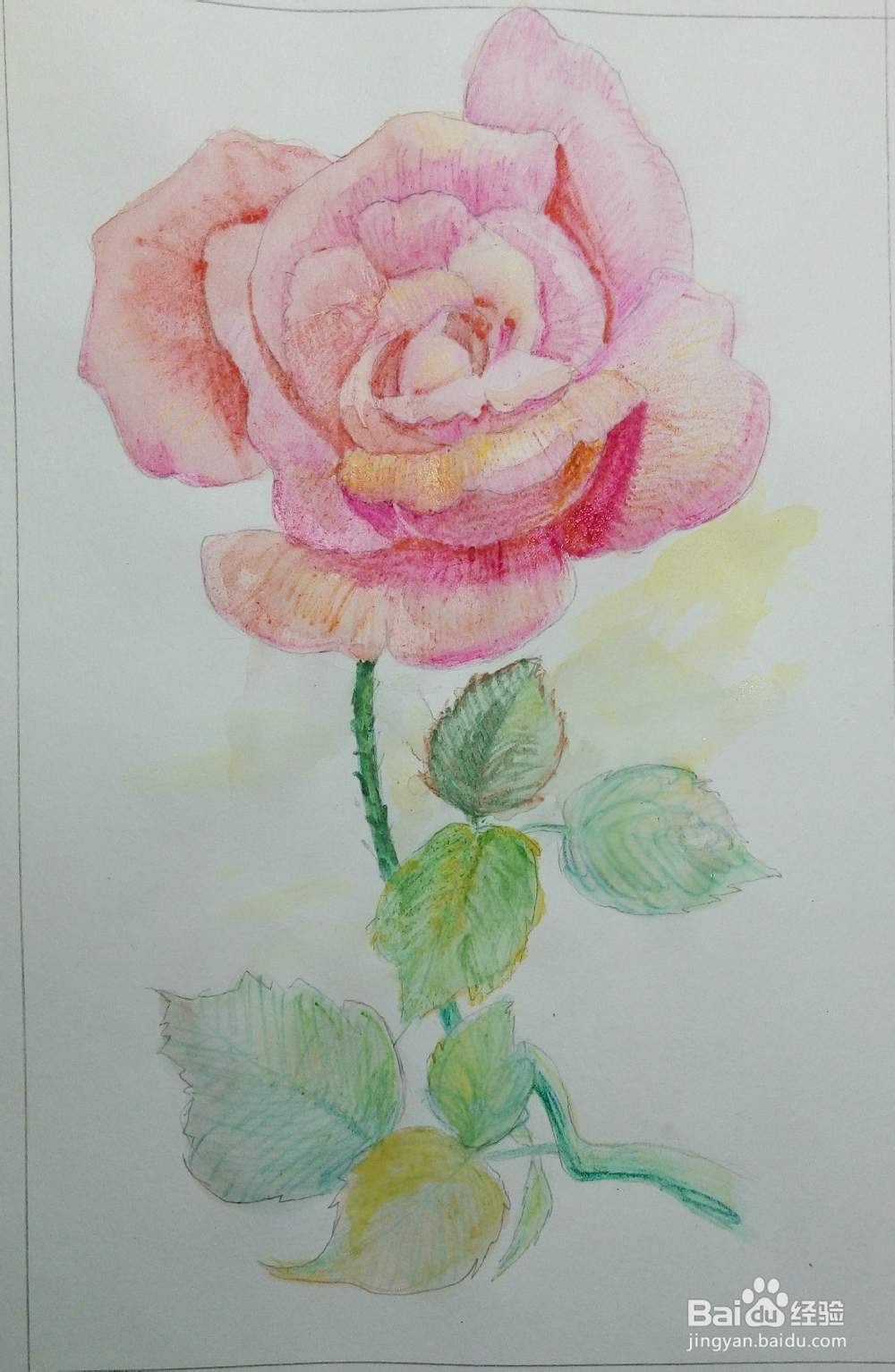 只能为你画一张小小的卡片——《一枝玫瑰》