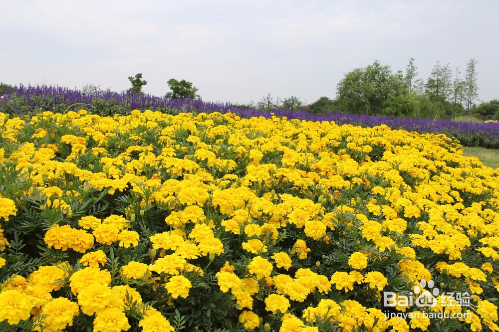 上海旅游攻略之周浦花海