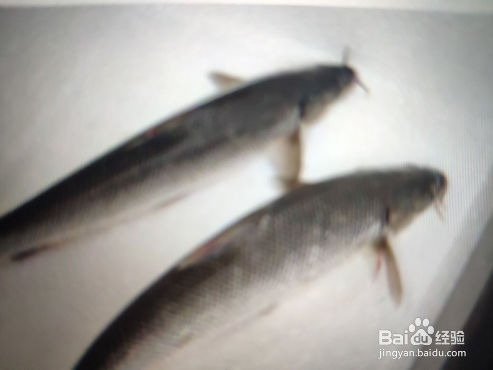 淡水鳕鱼怎么钓法