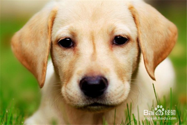 养拉布拉多需要注意些什么事情?