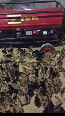 养殖燃油热风机采购须知